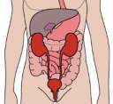 The urinary system