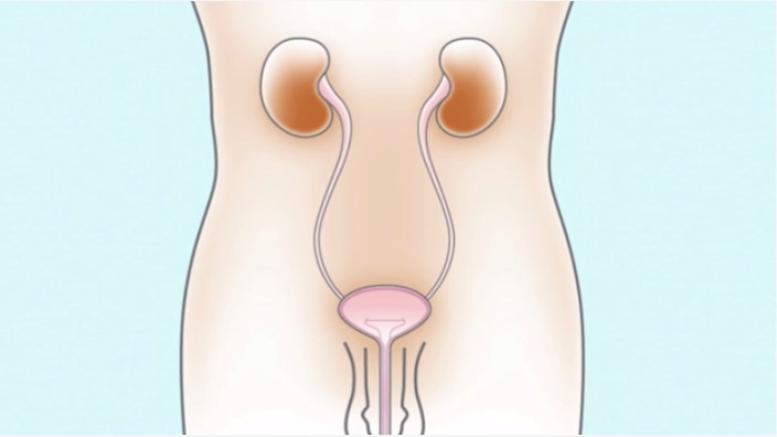 How the male bladder works