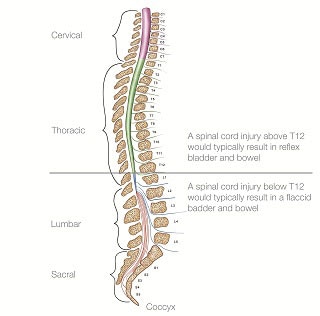 Spinal cord