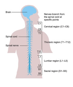 Spinal cord 